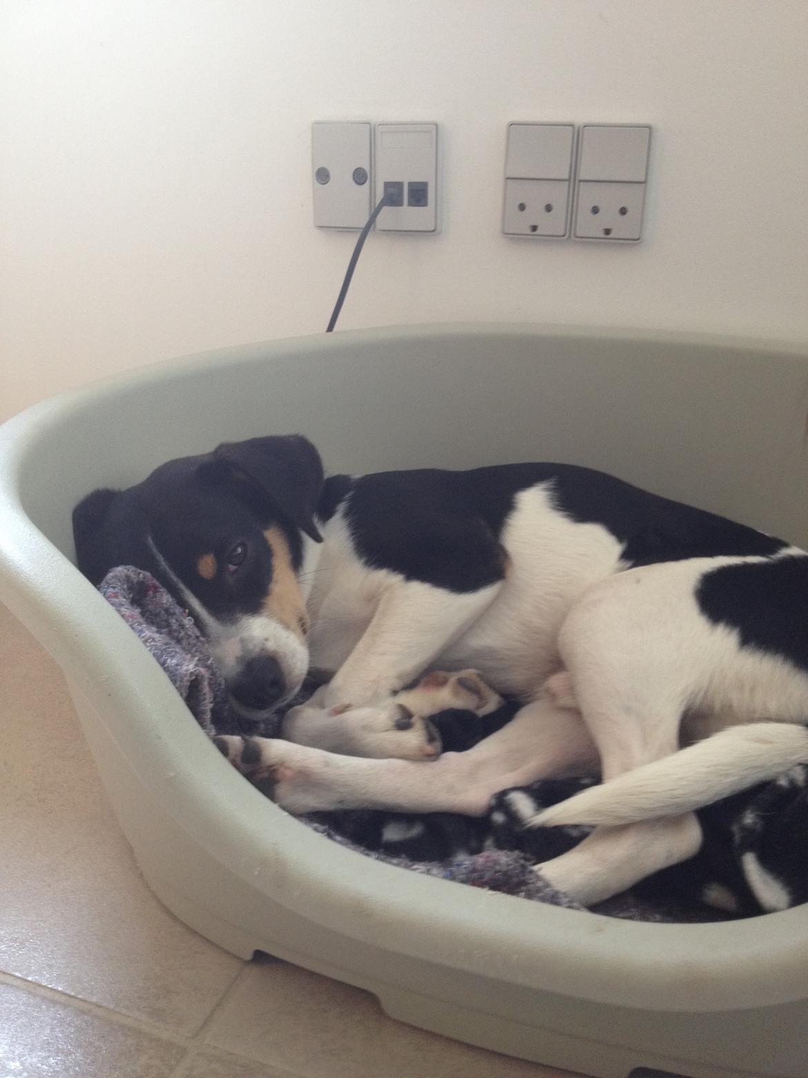 Dansk svensk gaardhund Vaks - Nu er jeg træt igen... billede 12