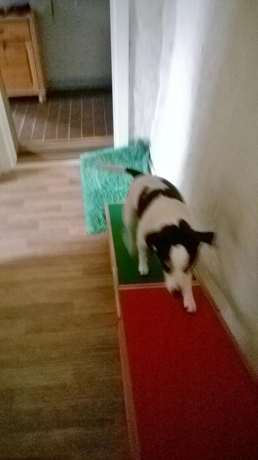 Dansk svensk gaardhund Milo Min Soulmate billede 10