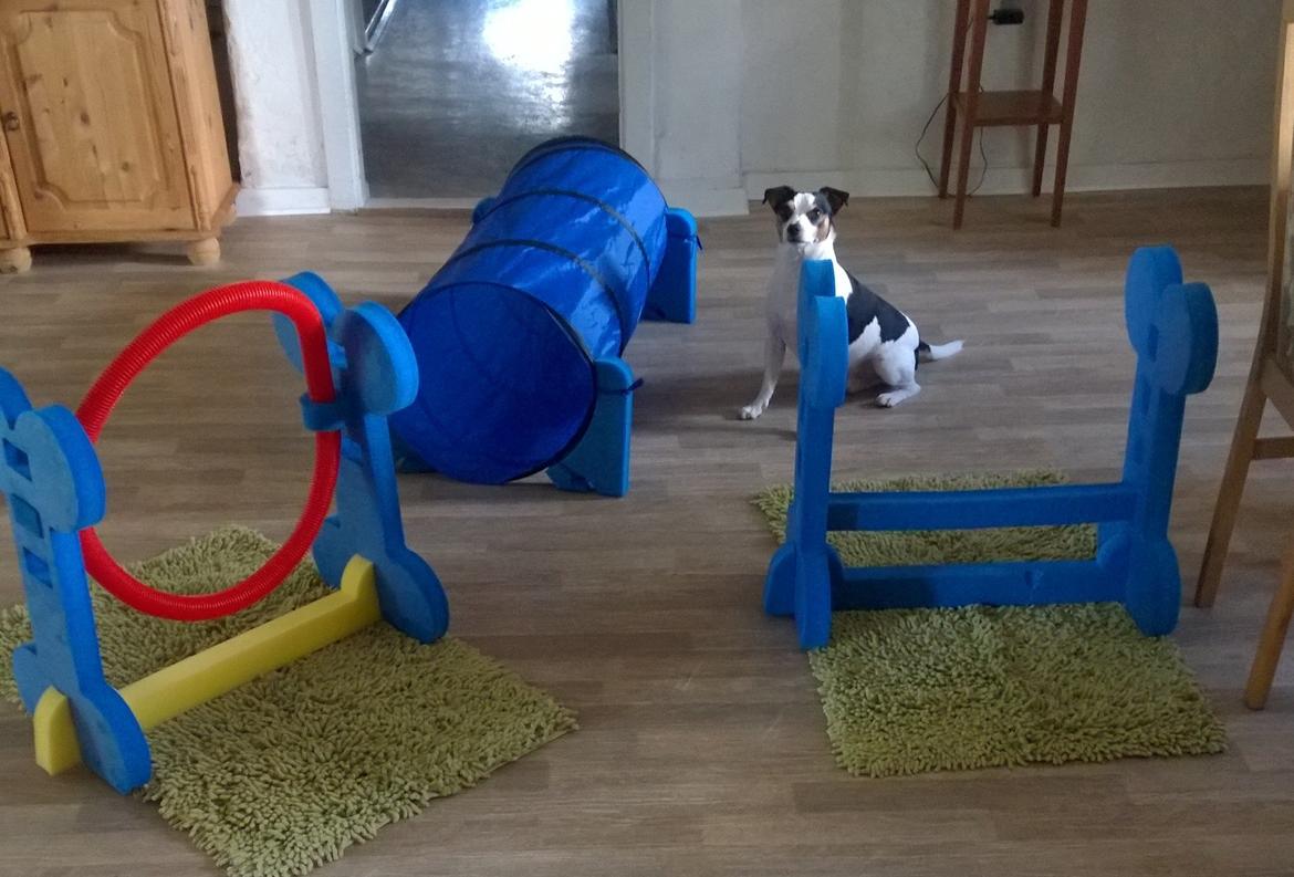 Dansk svensk gaardhund Milo Min Soulmate billede 9