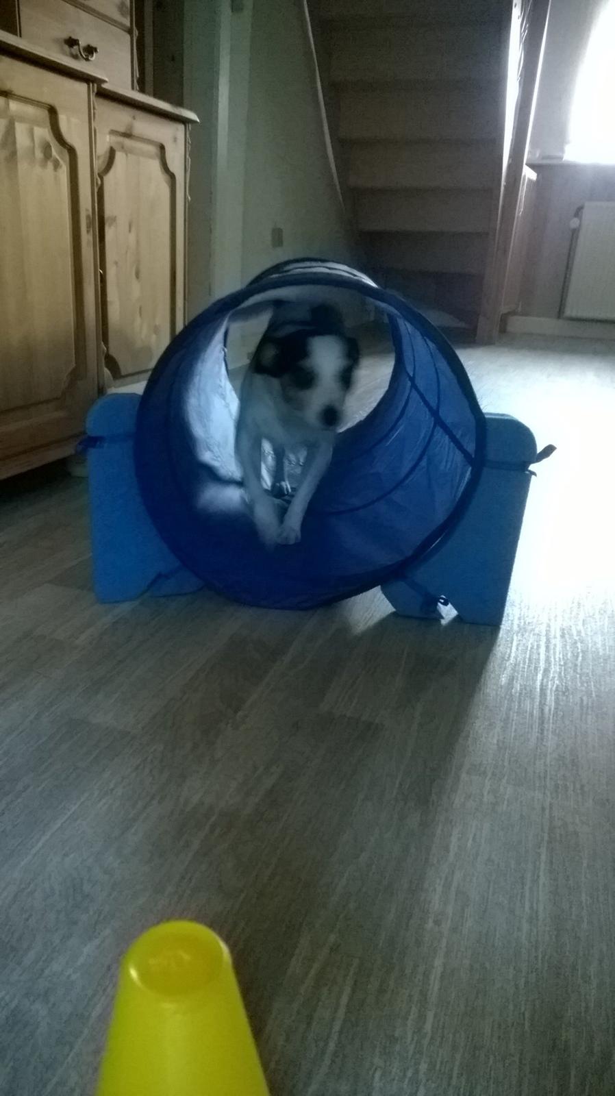 Dansk svensk gaardhund Milo Min Soulmate billede 12