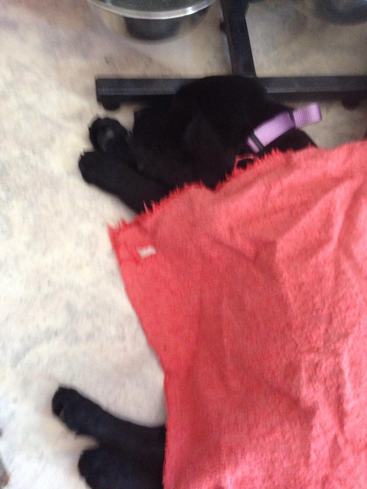 Blanding af racer Tulle billede 2