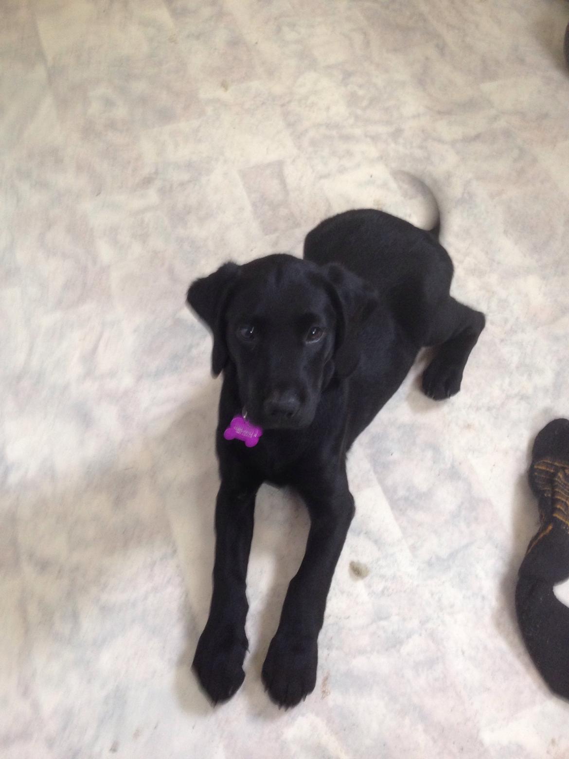 Blanding af racer Tulle billede 3