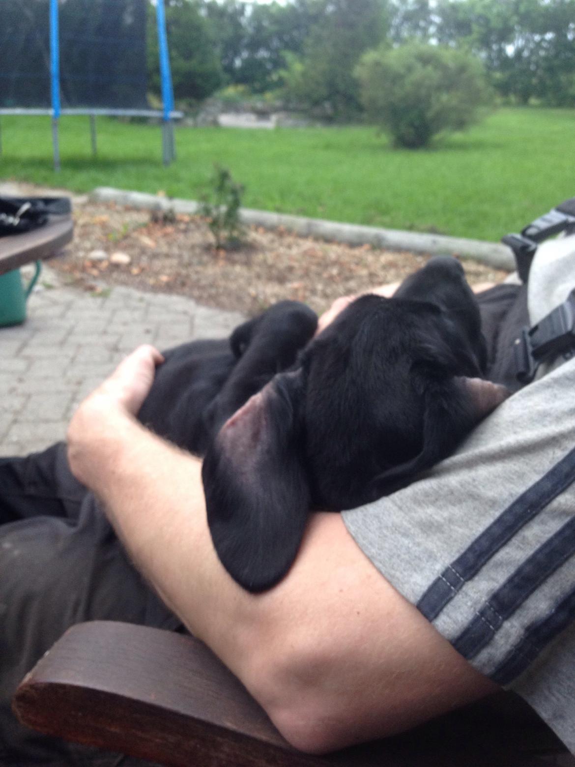 Blanding af racer Tulle billede 4