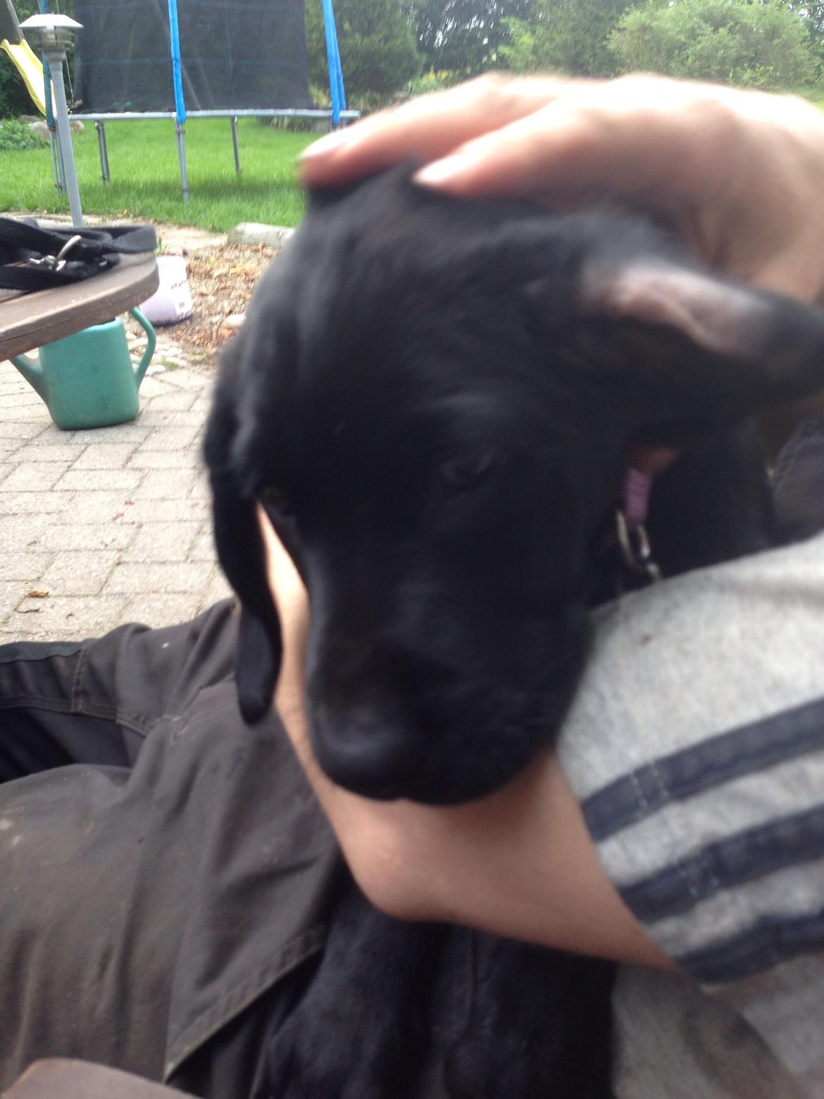 Blanding af racer Tulle billede 5