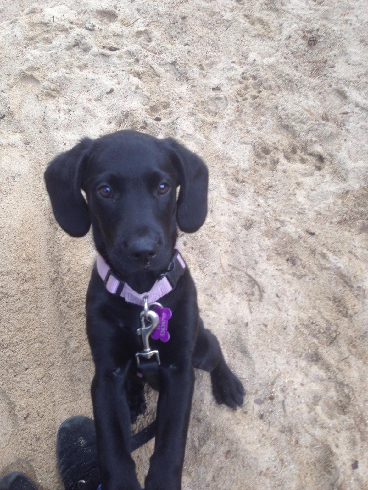 Blanding af racer Tulle billede 7