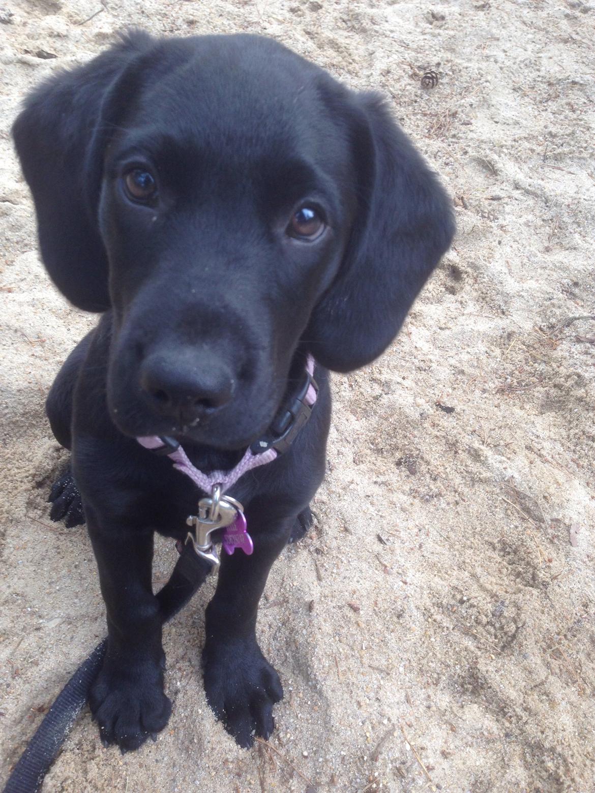 Blanding af racer Tulle billede 6