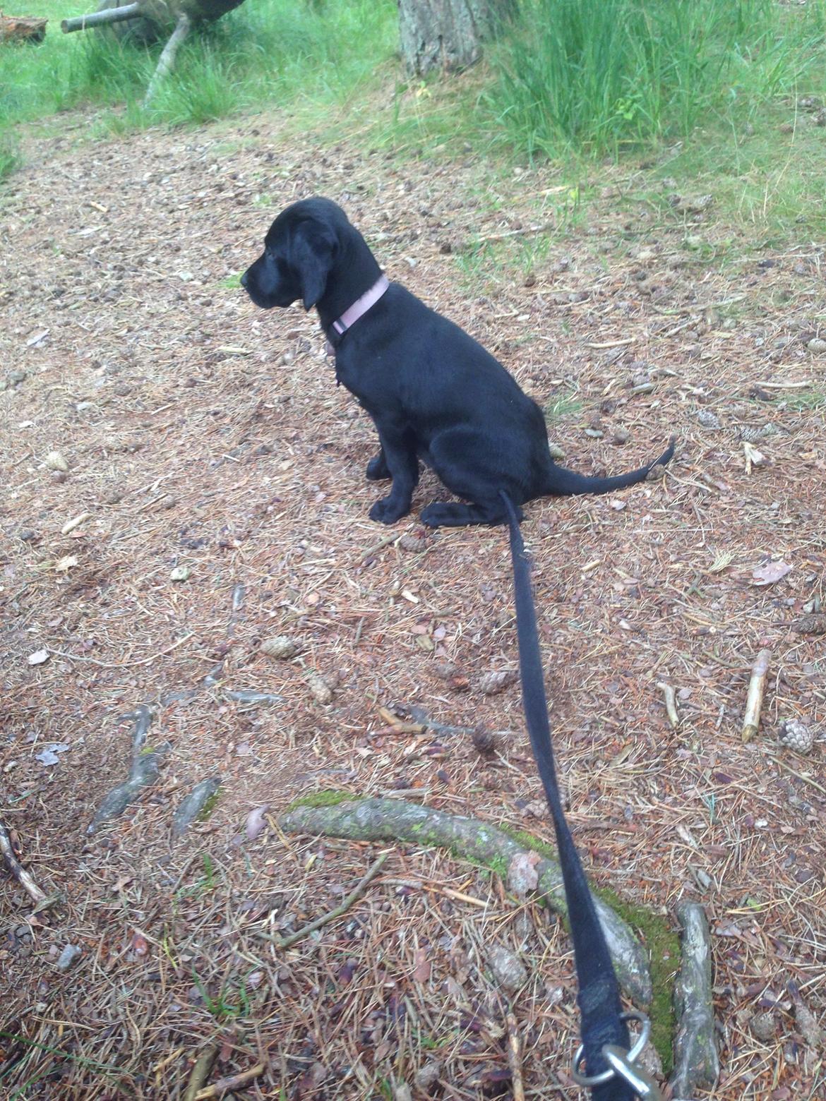 Blanding af racer Tulle billede 8