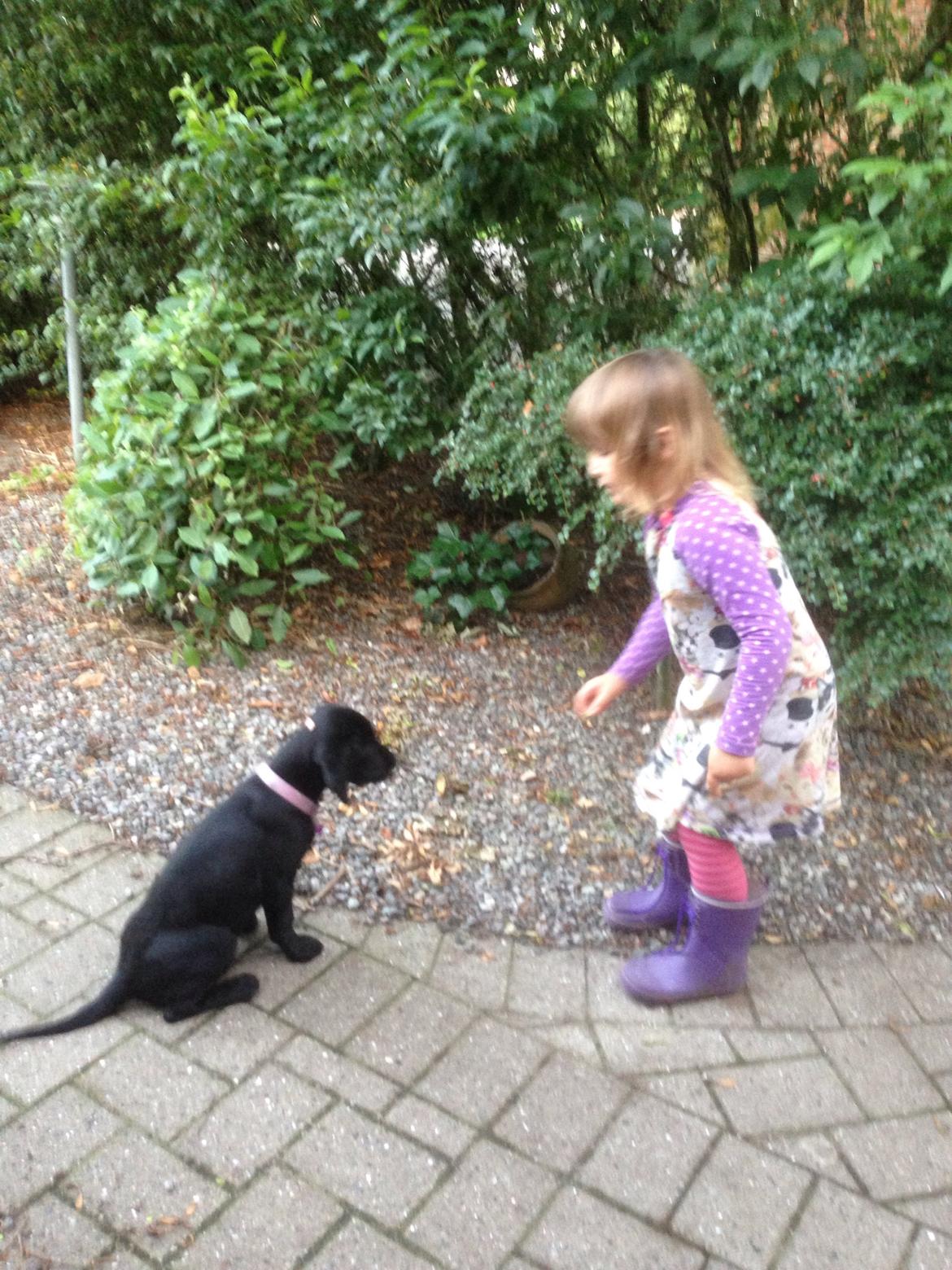 Blanding af racer Tulle billede 10