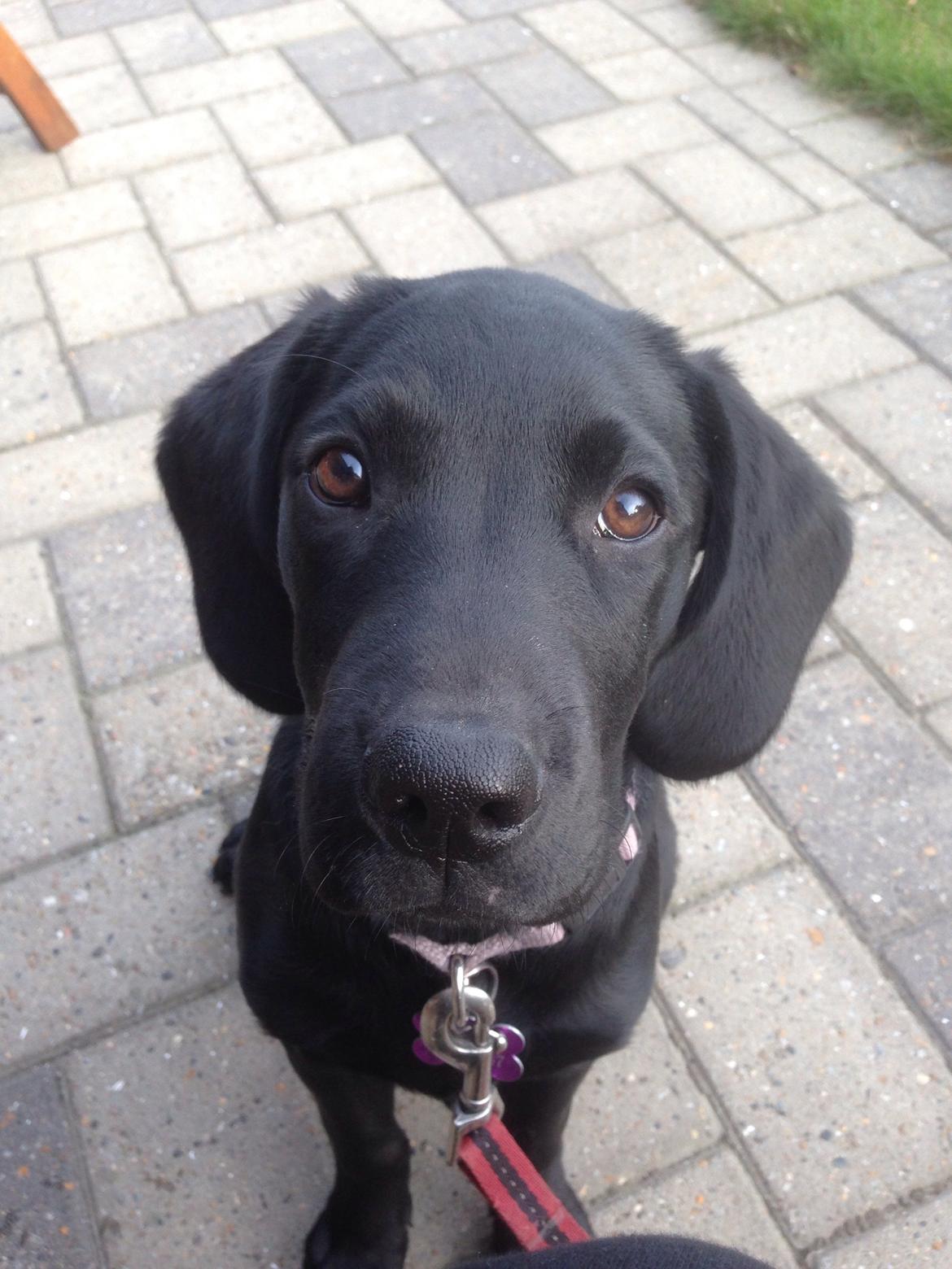 Blanding af racer Tulle billede 11