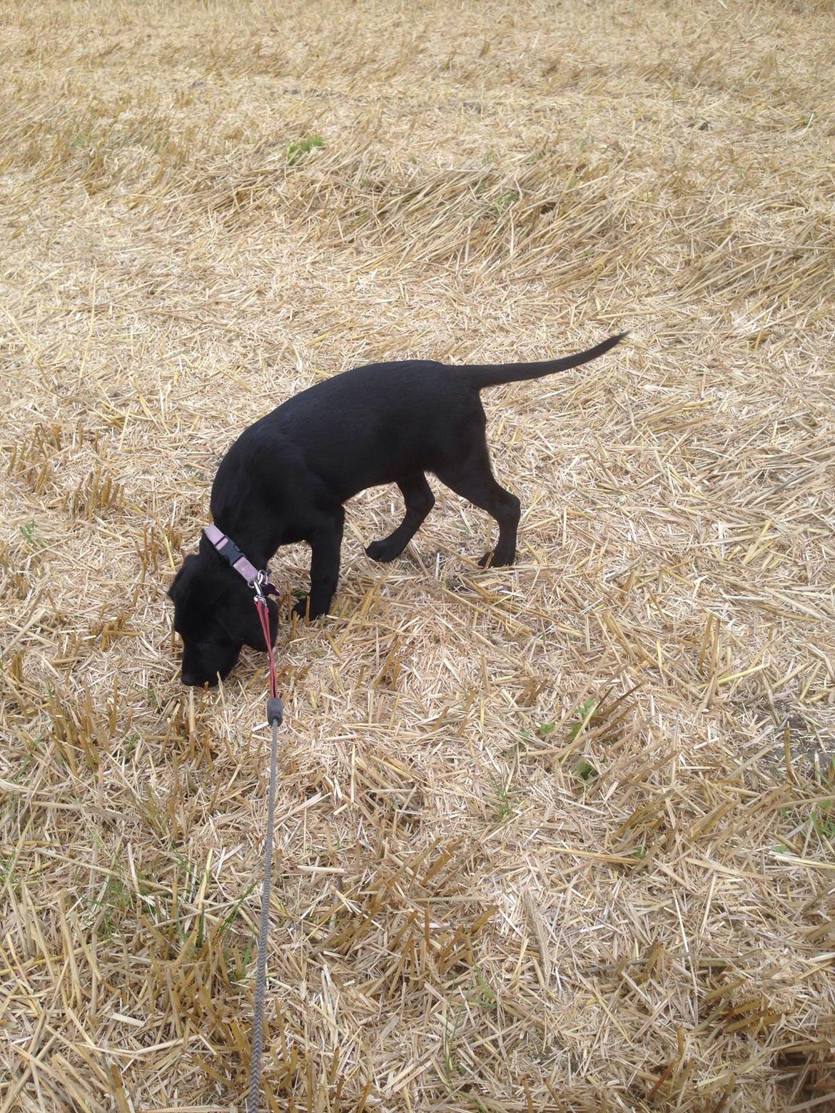 Blanding af racer Tulle billede 12