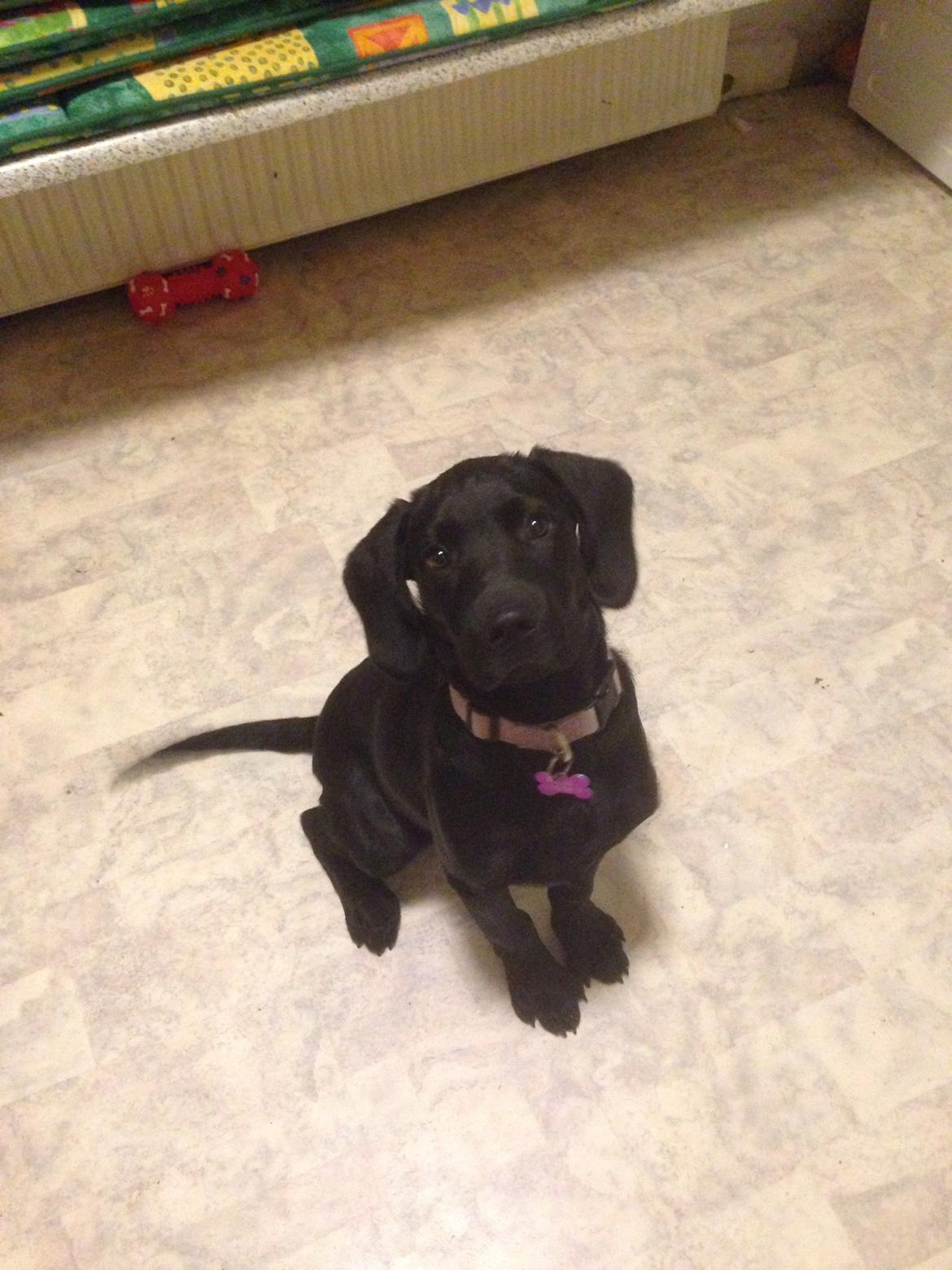 Blanding af racer Tulle billede 14