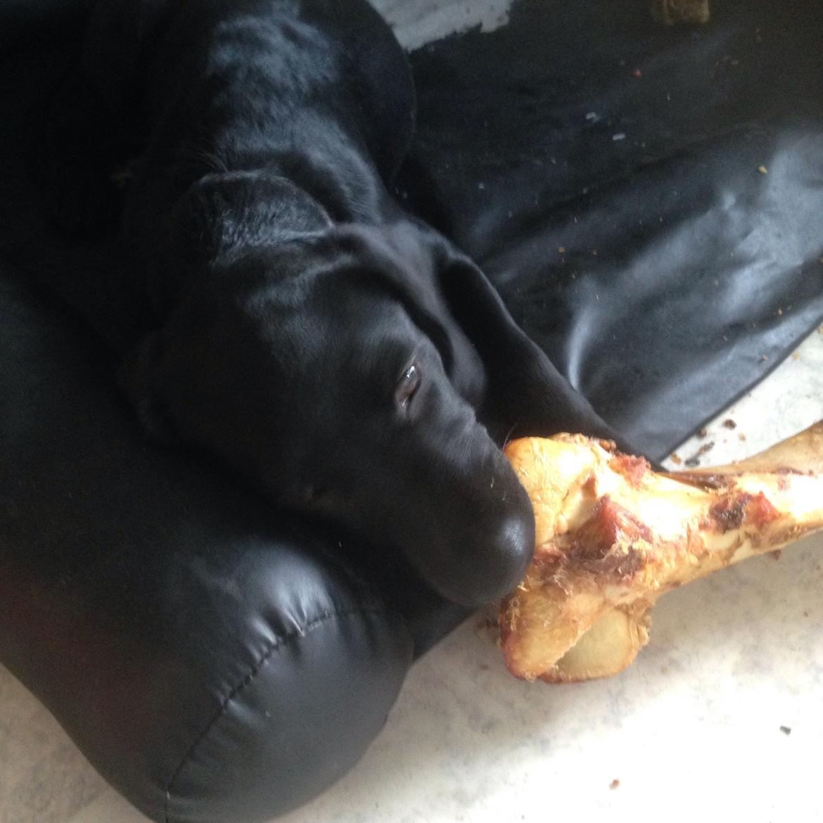 Blanding af racer Tulle billede 15