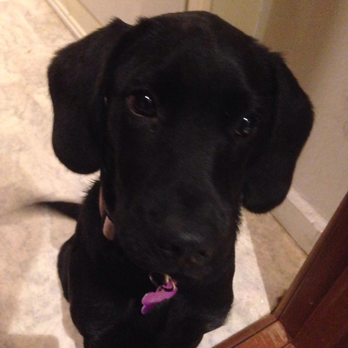 Blanding af racer Tulle billede 16