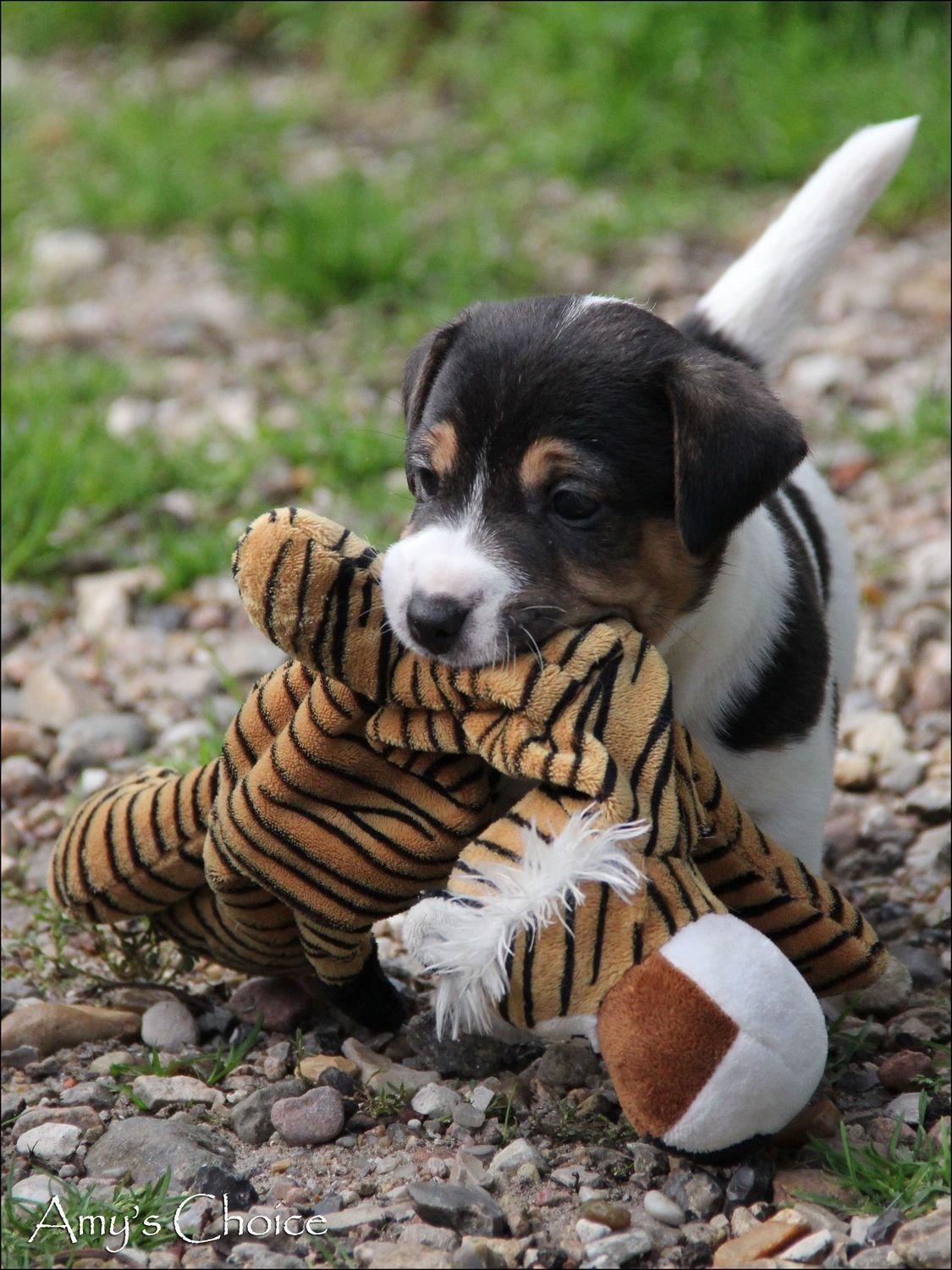 Jack russell terrier Amy's Choice Jaqen H'ghar billede 9