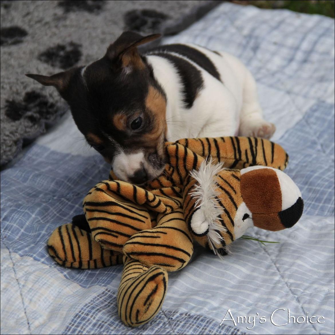 Jack russell terrier Amy's Choice Jaqen H'ghar billede 7