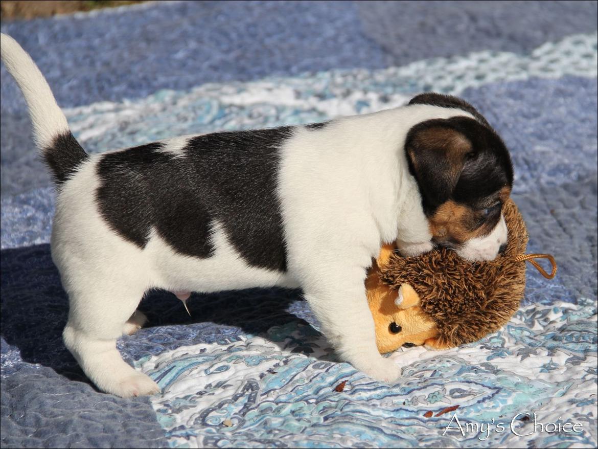 Jack russell terrier Amy's Choice Jaqen H'ghar billede 8