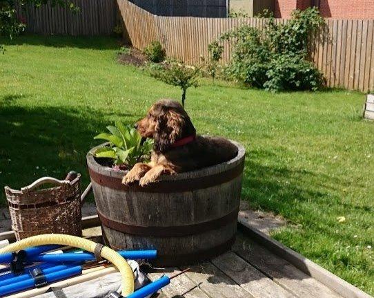 Cocker spaniel Kelly - Kelly juli 2015 billede 2