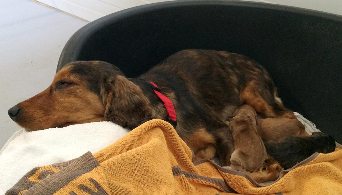 Cocker spaniel Kelly - Kelly og hendes valpe som hun fik på roskilde internat den 11 maj 2015 billede 6