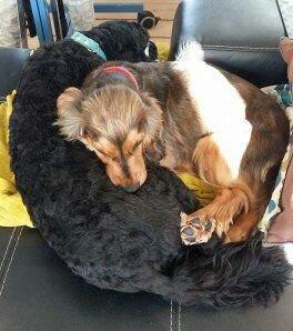 Cocker spaniel Kelly - Kelly og hendes bedste ven Vix september 2015 billede 5