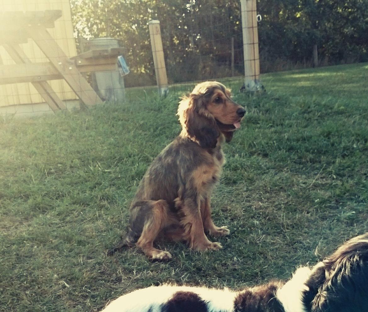 Cocker spaniel Kelly - Kelly august 2015 billede 3
