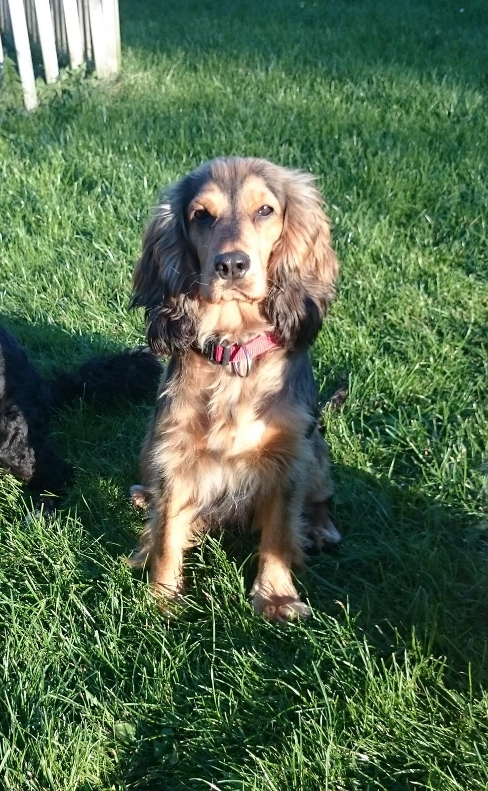 Cocker spaniel Kelly - Kelly september 2015 billede 1