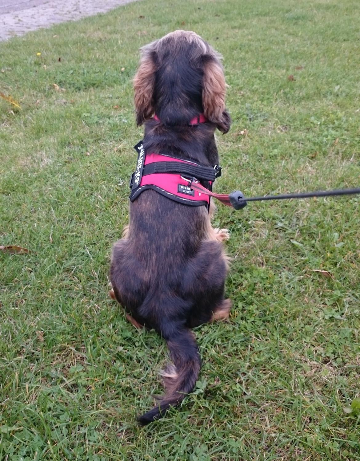 Cocker spaniel Kelly - Når min mor snakker i telefon så kan jeg lige så godt sætte mig ned. oktober 2015 billede 4