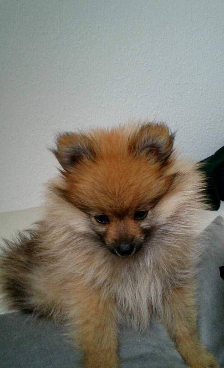 Pomeranian Milo billede 4