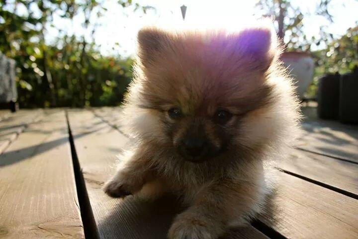 Pomeranian Milo billede 6