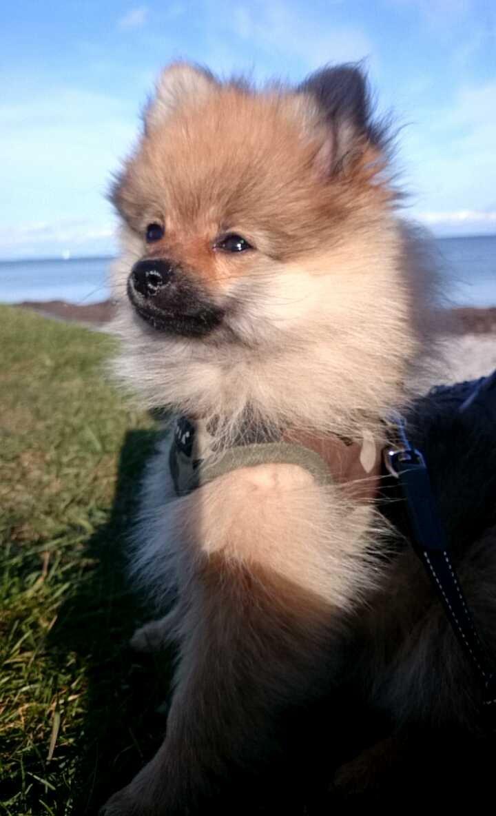 Pomeranian Milo billede 2