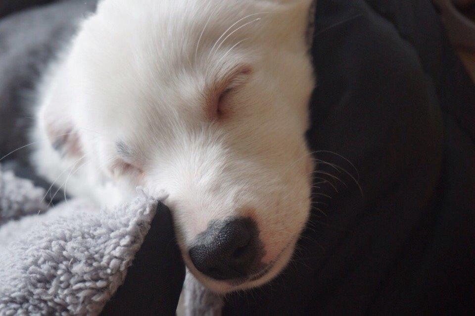 Border collie Stella billede 27