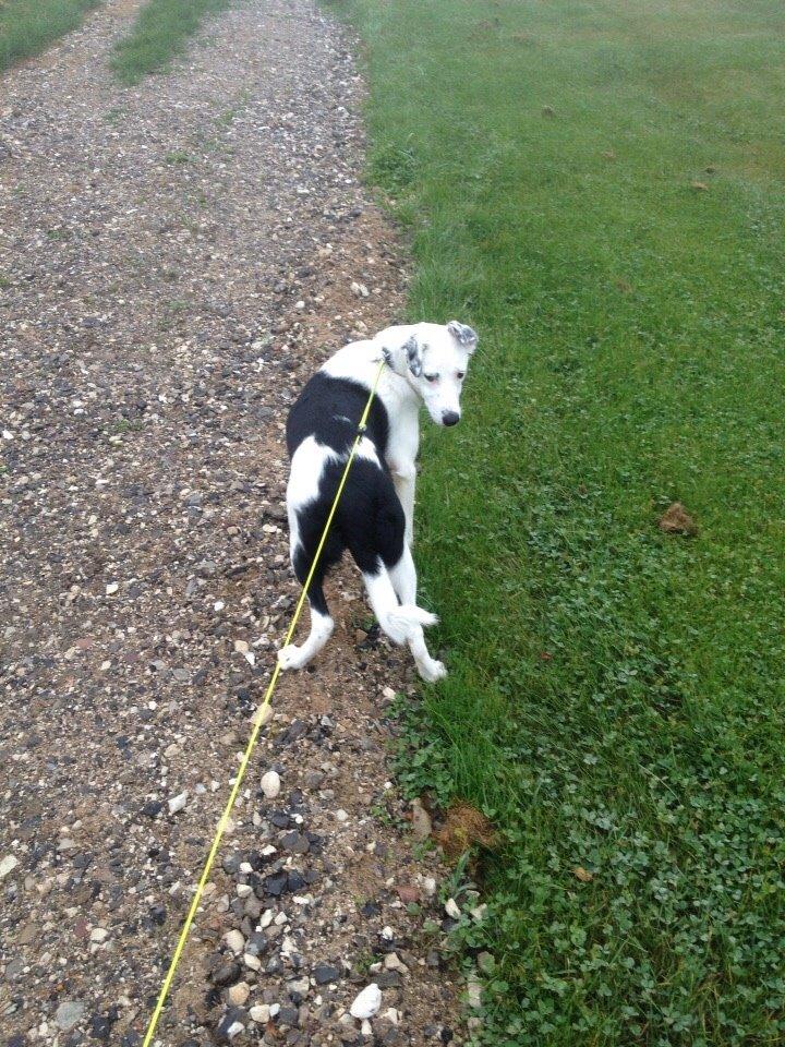 Border collie Stella billede 29