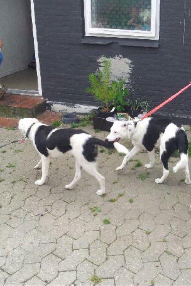 Border collie Stella billede 30