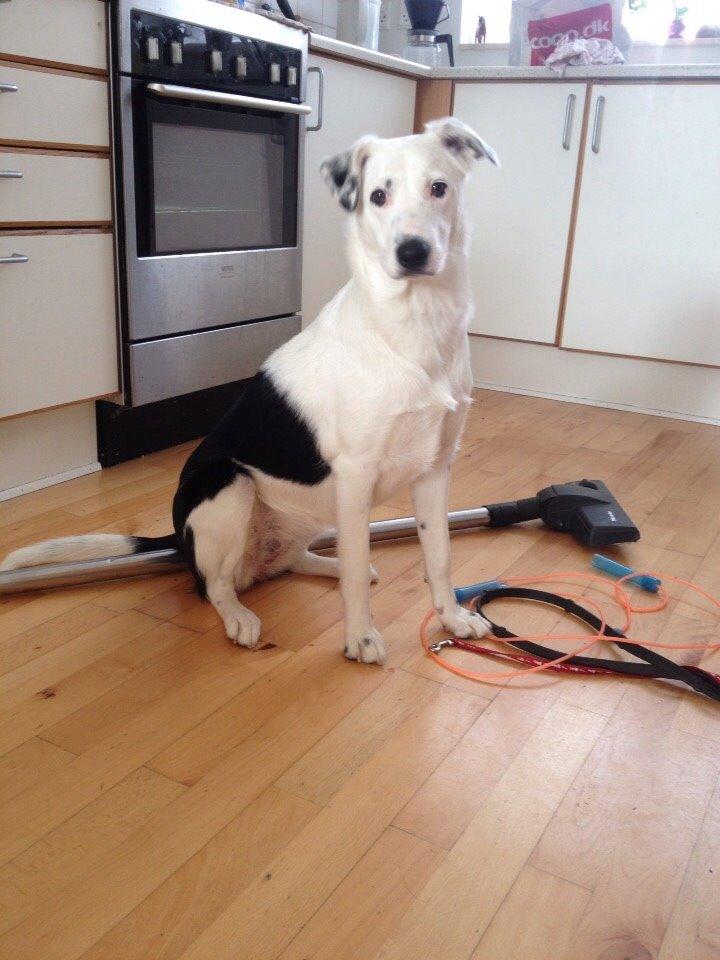 Border collie Stella billede 31