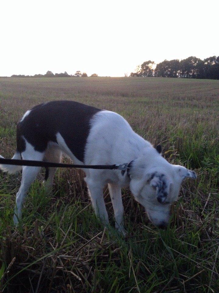 Border collie Stella billede 32