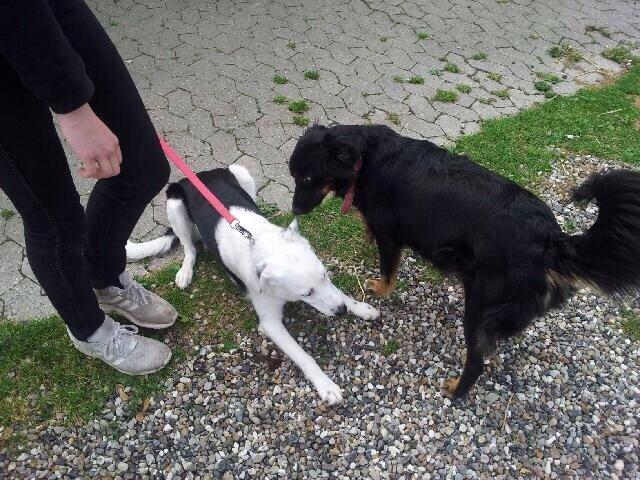 Border collie Stella billede 33