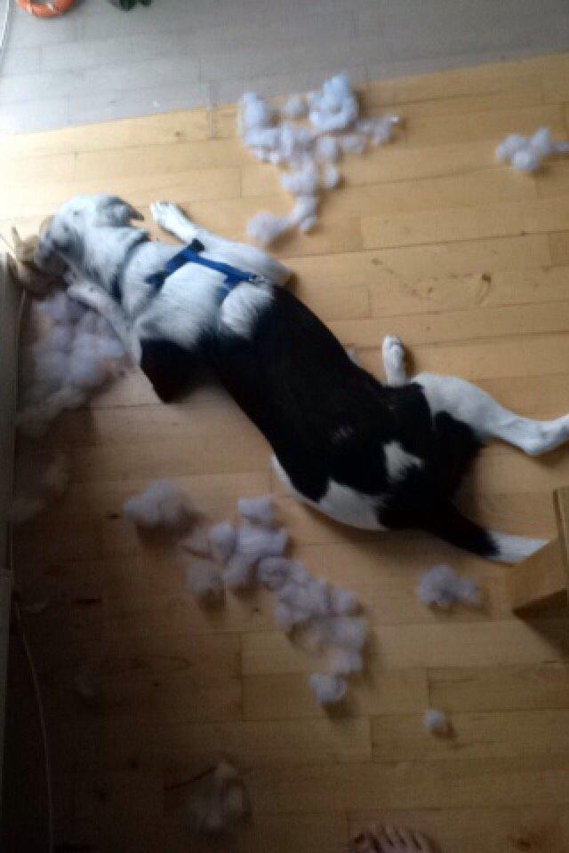 Border collie Stella billede 34