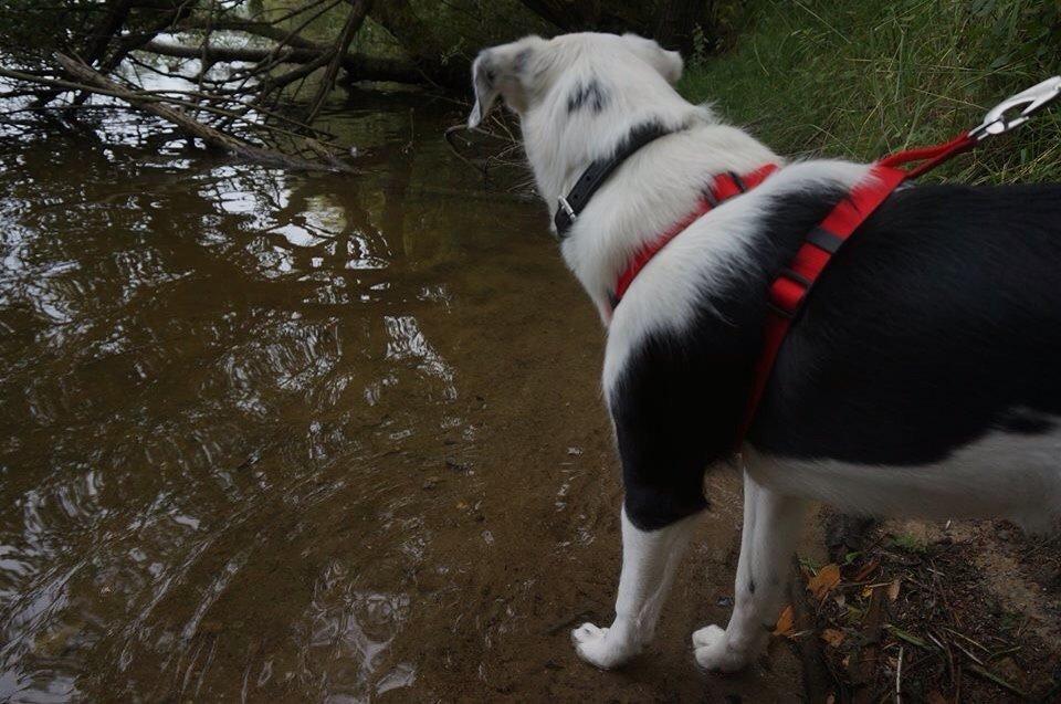 Border collie Stella billede 35
