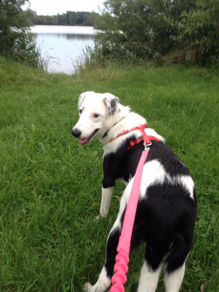 Border collie Stella billede 36