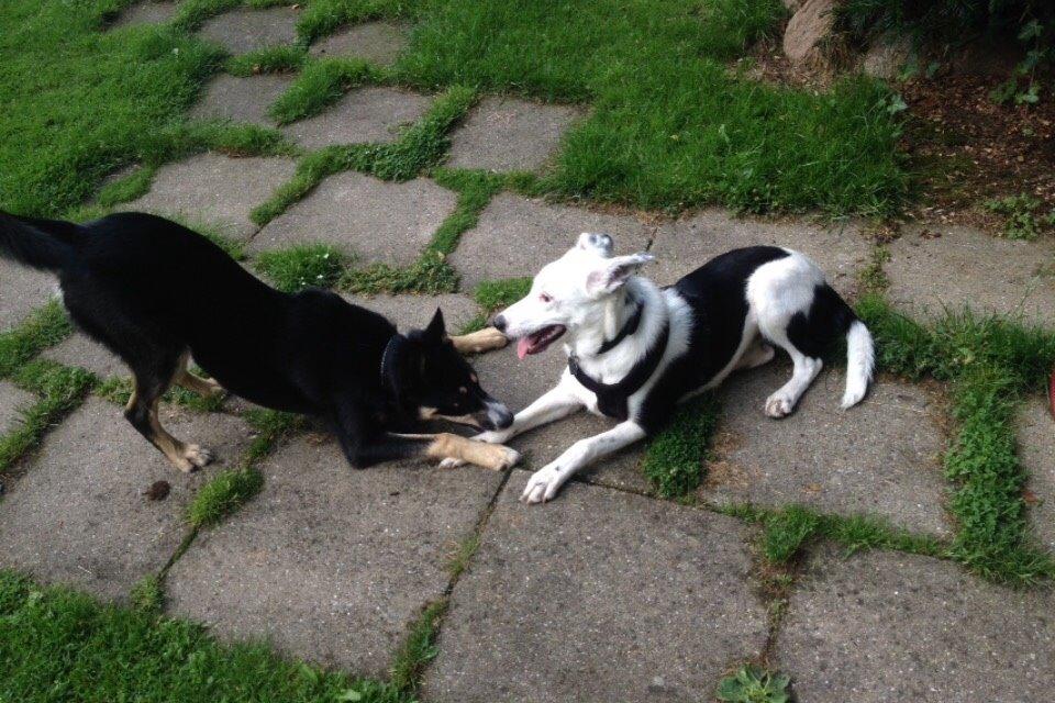 Border collie Stella billede 37