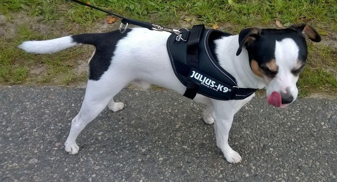 Dansk svensk gaardhund Milo Min Soulmate billede 3