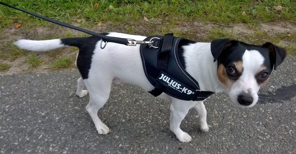 Dansk svensk gaardhund Milo Min Soulmate billede 2