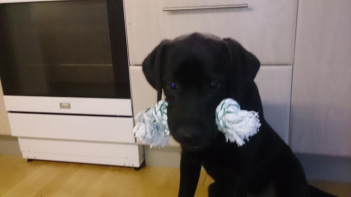 Labrador retriever Lab Kenholm Saint Louis blues (Kaldet Mickey) billede 21