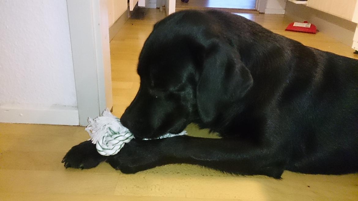 Labrador retriever Lab Kenholm Saint Louis blues (Kaldet Mickey) billede 22