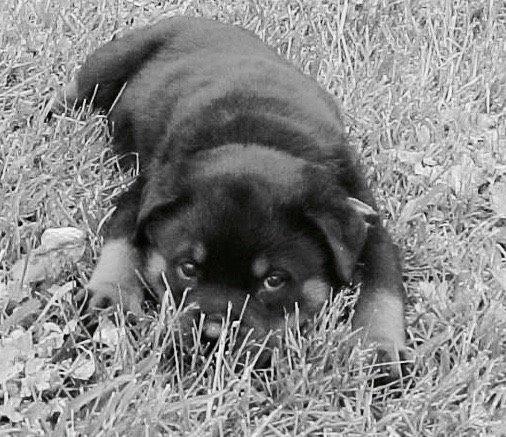 Rottweiler Royce billede 5