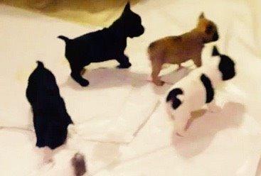 Fransk bulldog Ninja billede 4