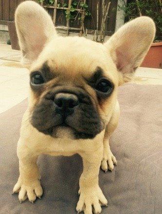 Fransk bulldog Ninja billede 2