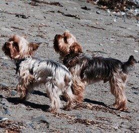 Yorkshire terrier Lex billede 5