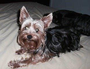 Yorkshire terrier Lex billede 3