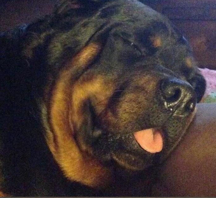 Rottweiler Royce billede 6