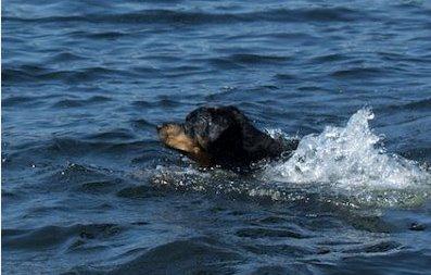 Rottweiler Royce billede 1